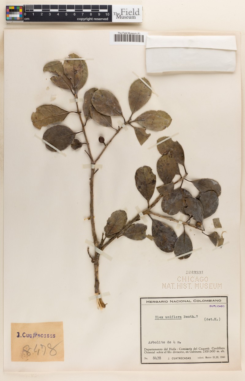 Ilex uniflora photo 7