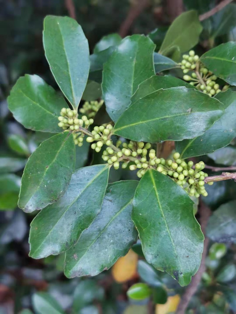 Ilex uraiensis photo 2