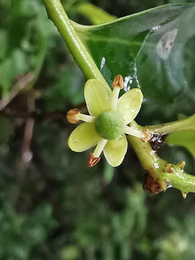 Ilex uraiensis photo 3