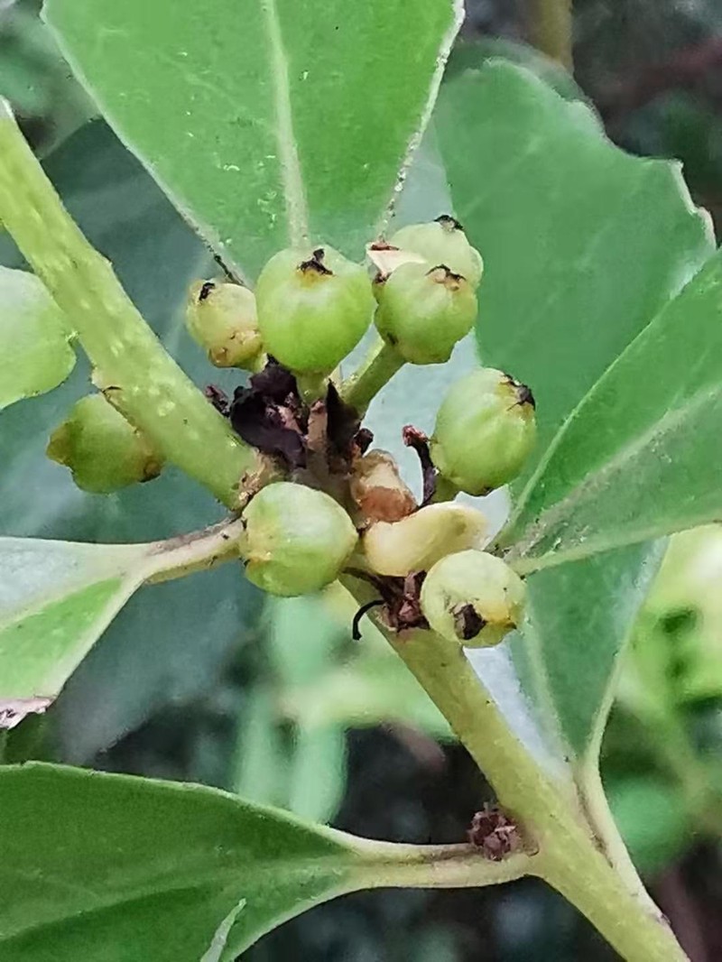 Ilex uraiensis photo 4