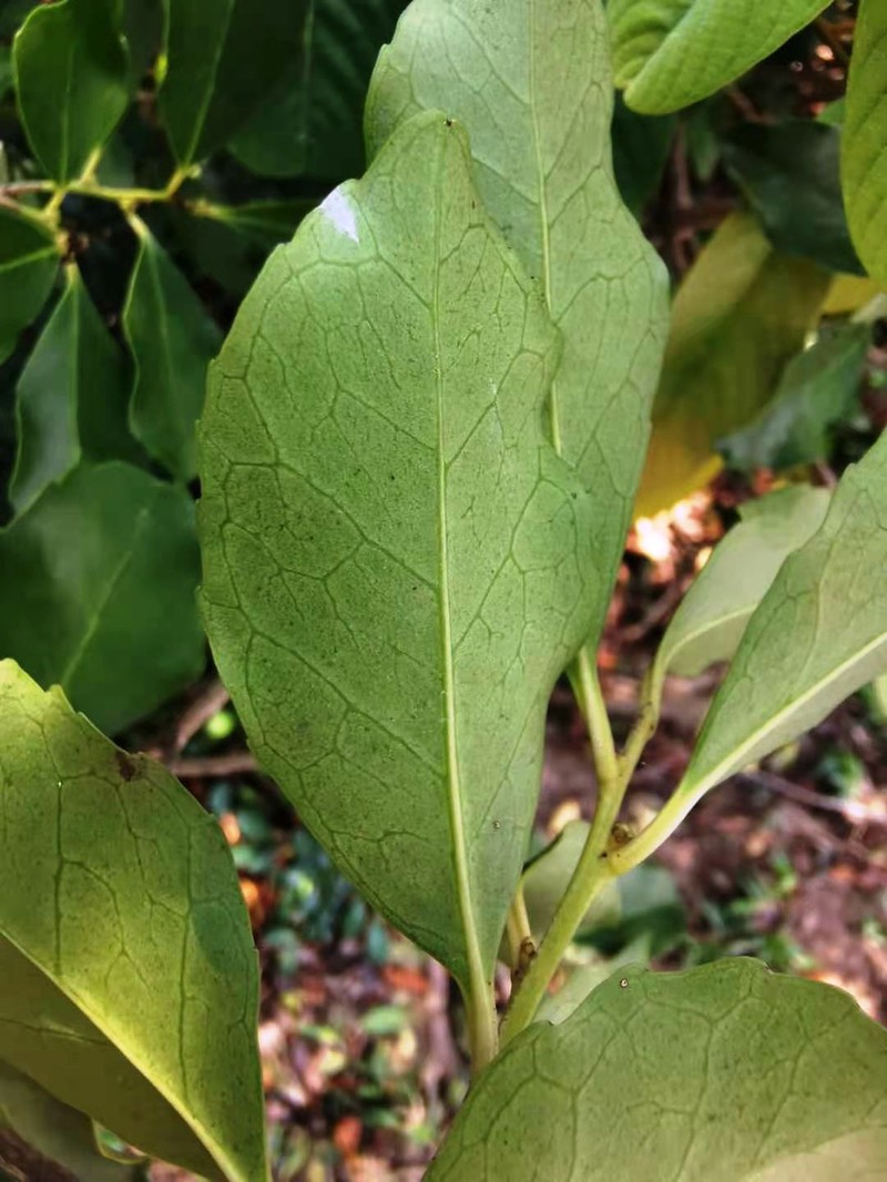 Ilex uraiensis photo 5
