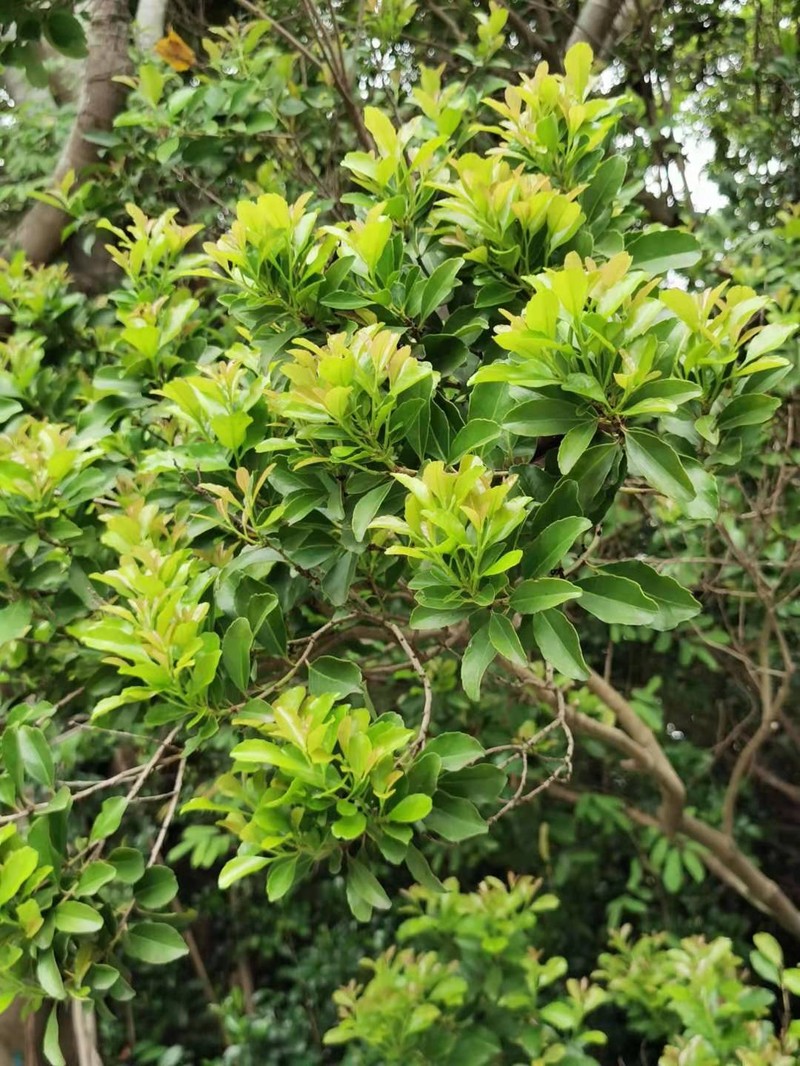 Ilex uraiensis photo 6