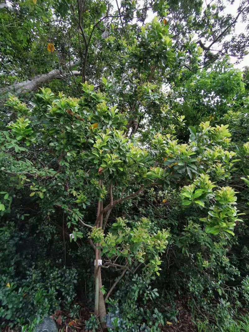 Ilex uraiensis photo 7