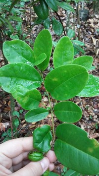 Urban's Holly
