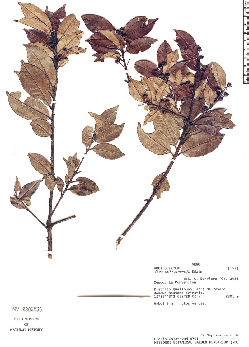 Ilex vacciniifolia