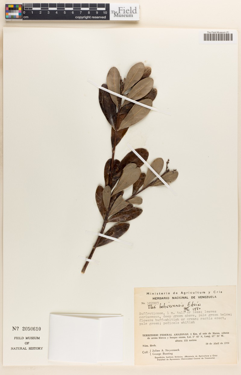 Ilex vacciniifolia photo 2