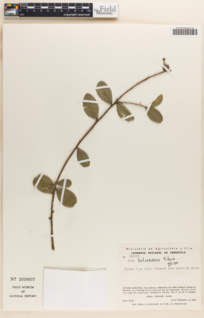 Ilex vacciniifolia photo 3