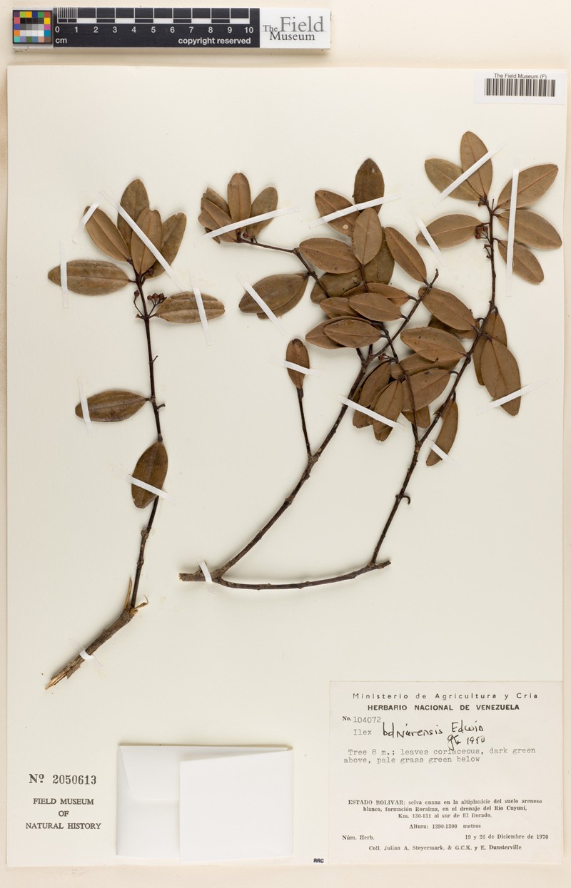Ilex vacciniifolia photo 4