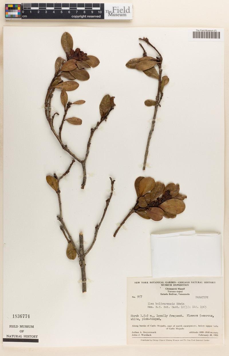 Ilex vacciniifolia photo 5
