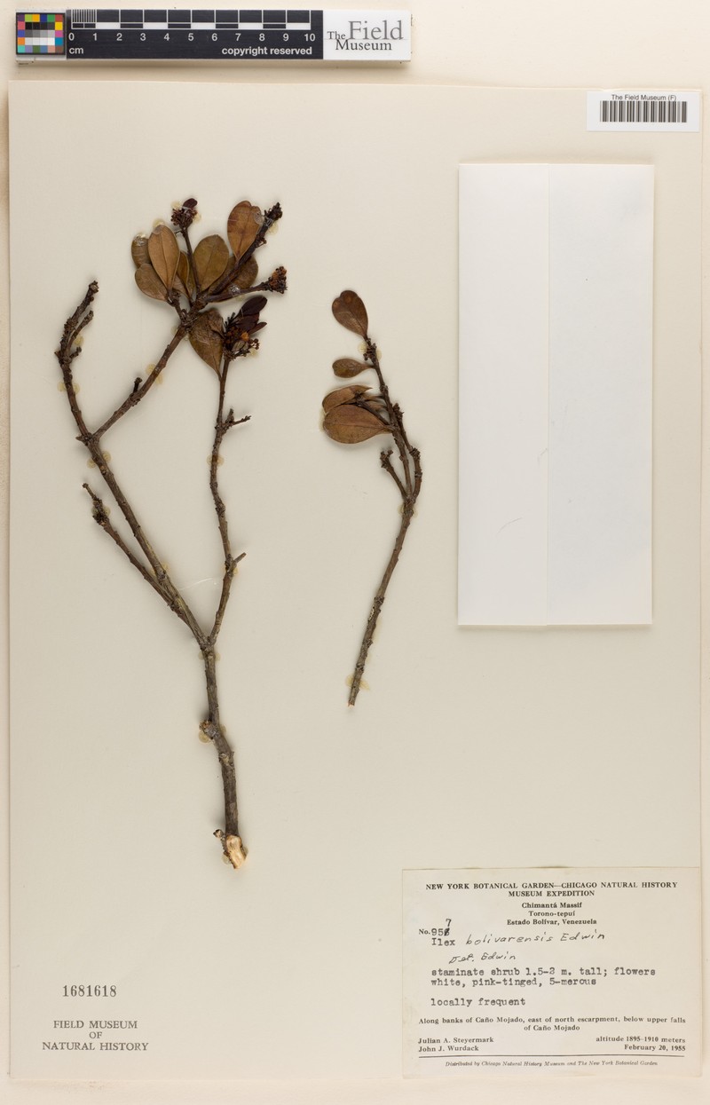 Ilex vacciniifolia photo 6