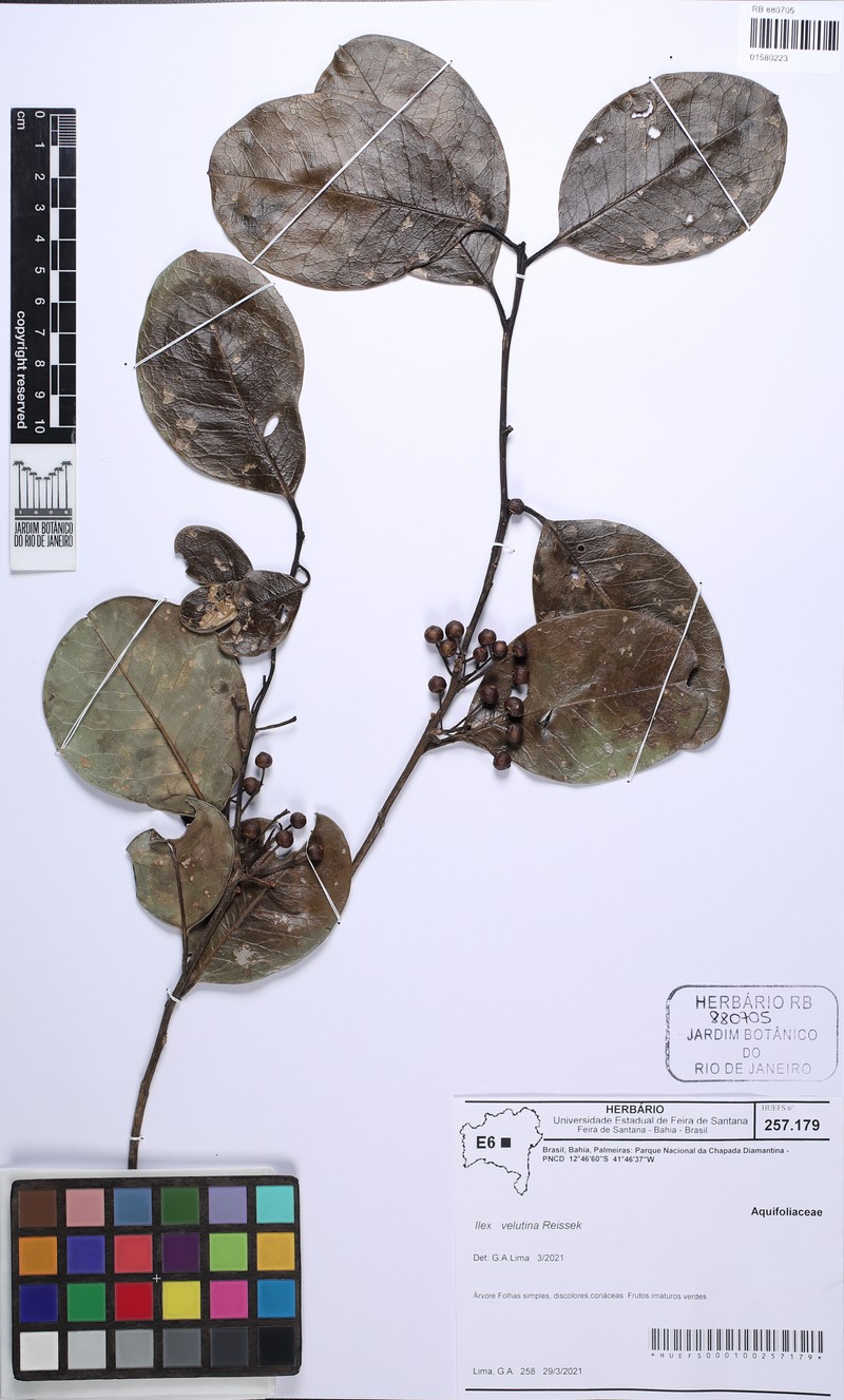 Ilex velutina