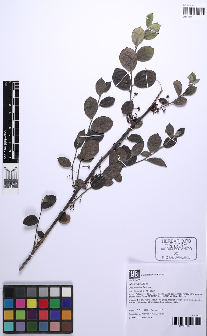 Ilex velutina photo 2