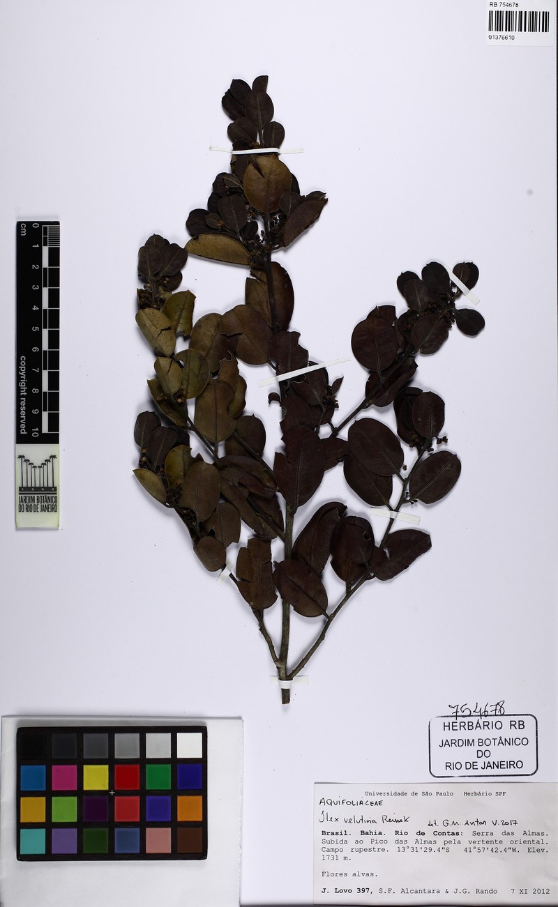 Ilex velutina photo 3