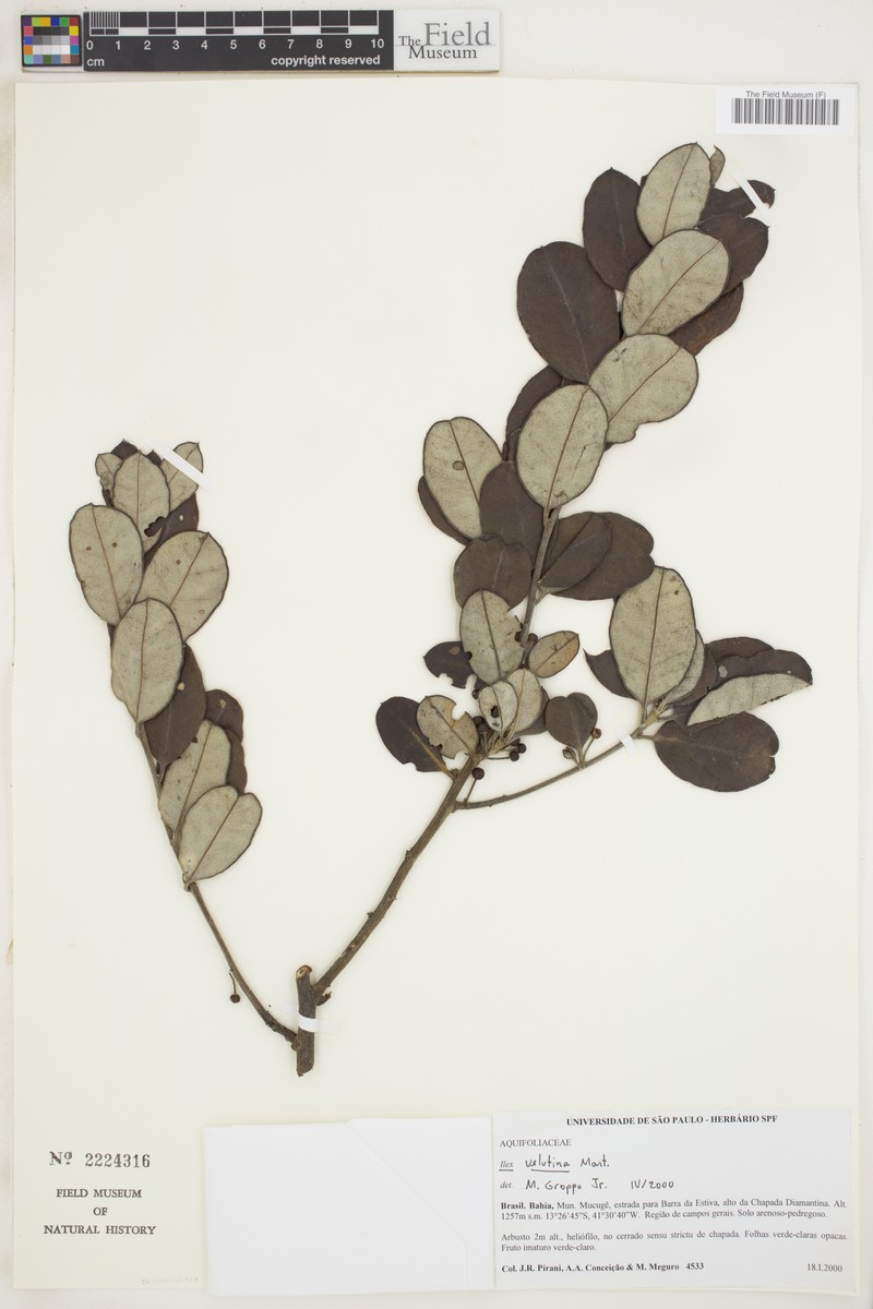 Ilex velutina photo 4