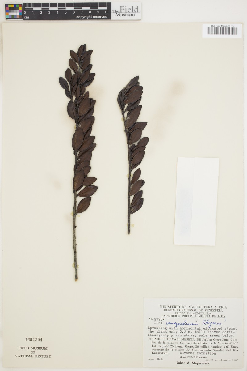 Ilex venezuelensis