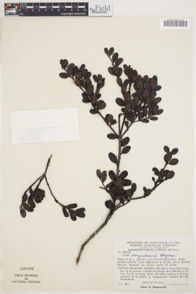 Ilex venezuelensis photo 2