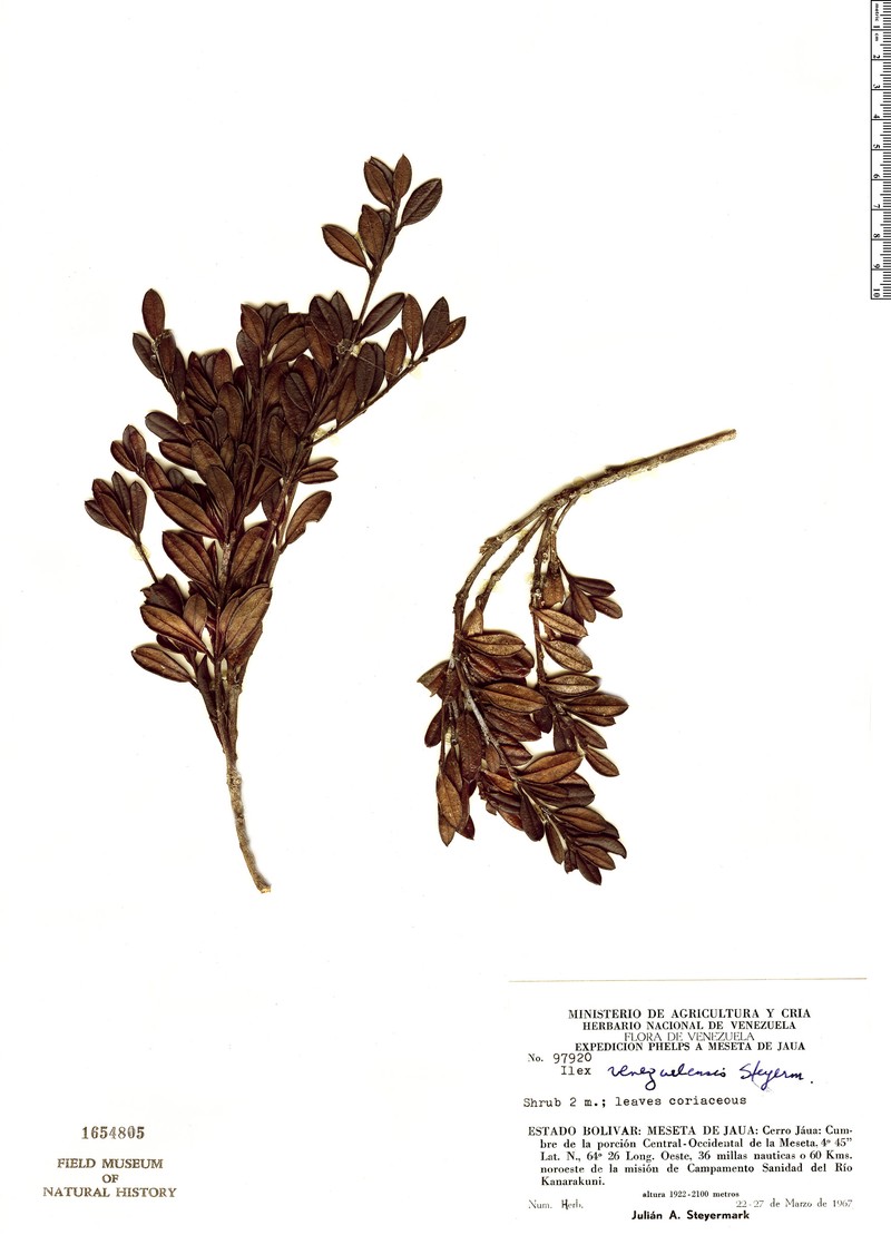 Ilex venezuelensis photo 3