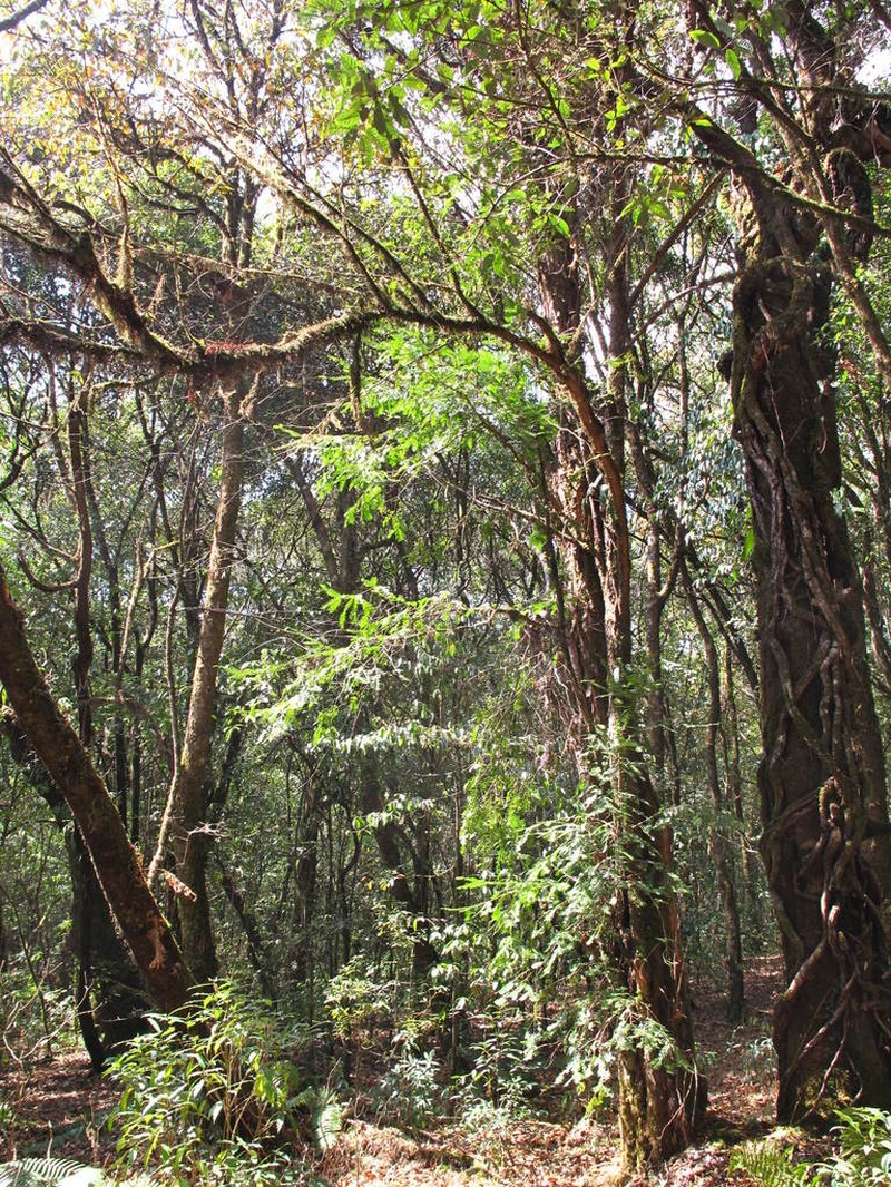 Ilex venulosa