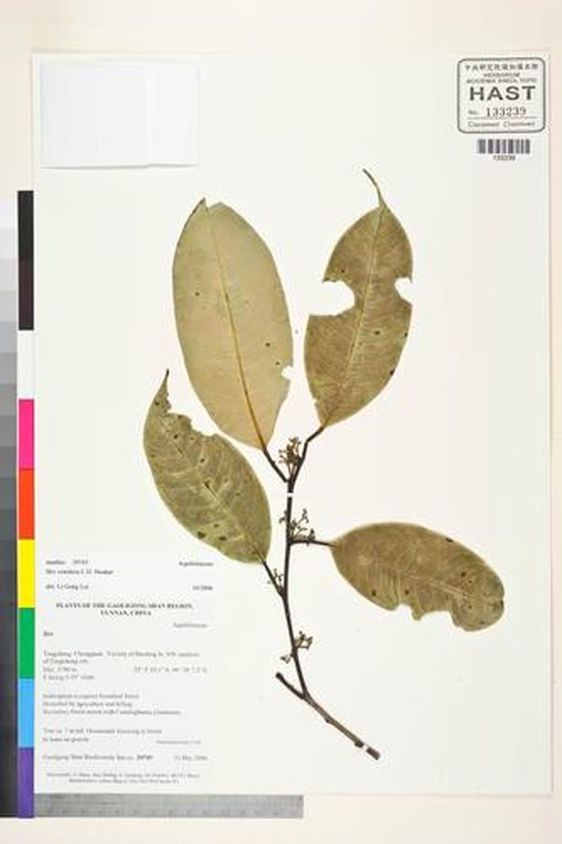Ilex venulosa photo 2