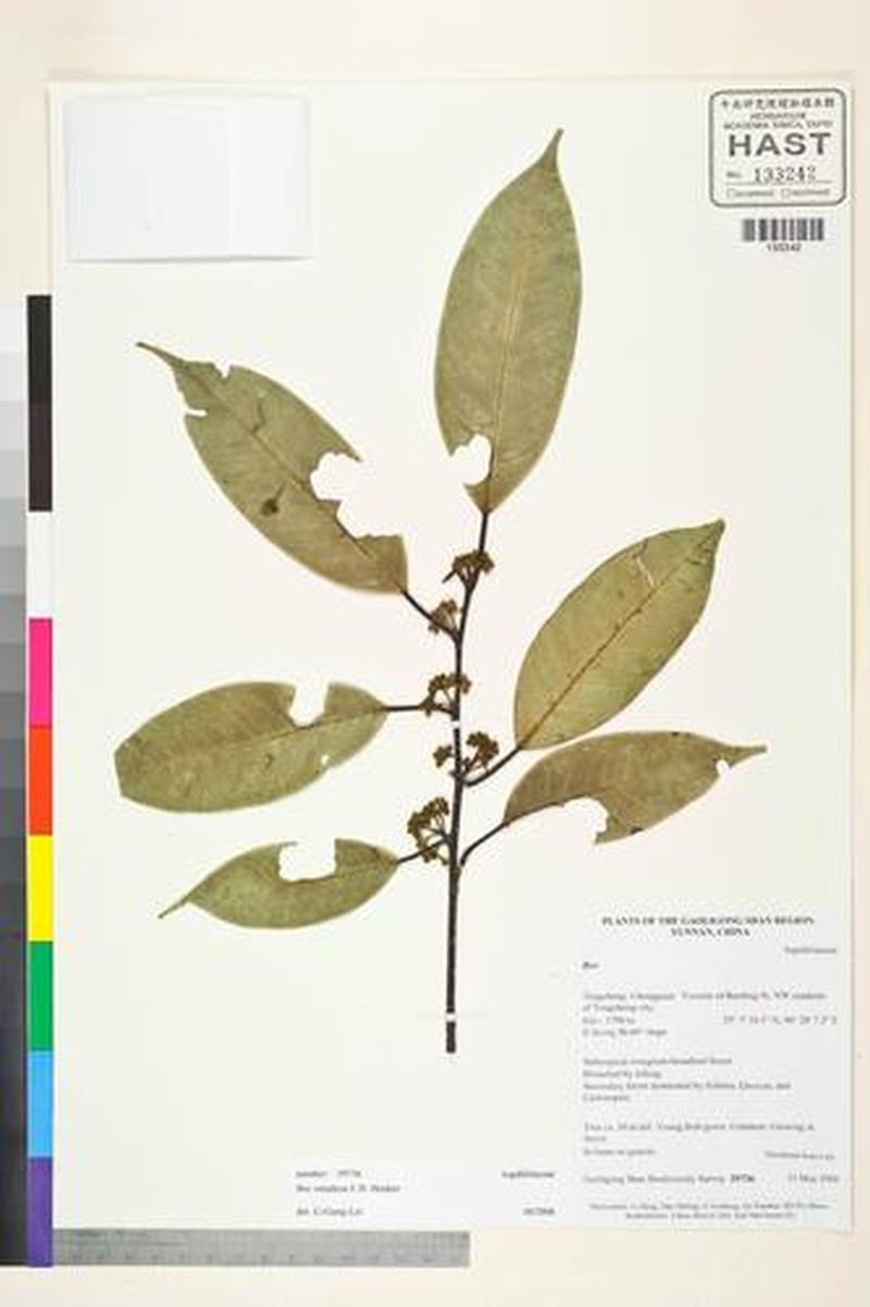Ilex venulosa photo 3