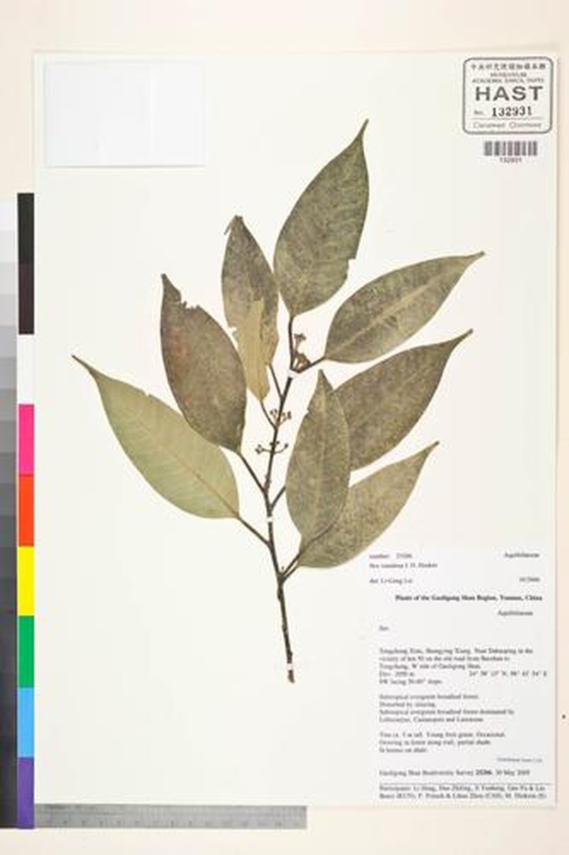 Ilex venulosa photo 4