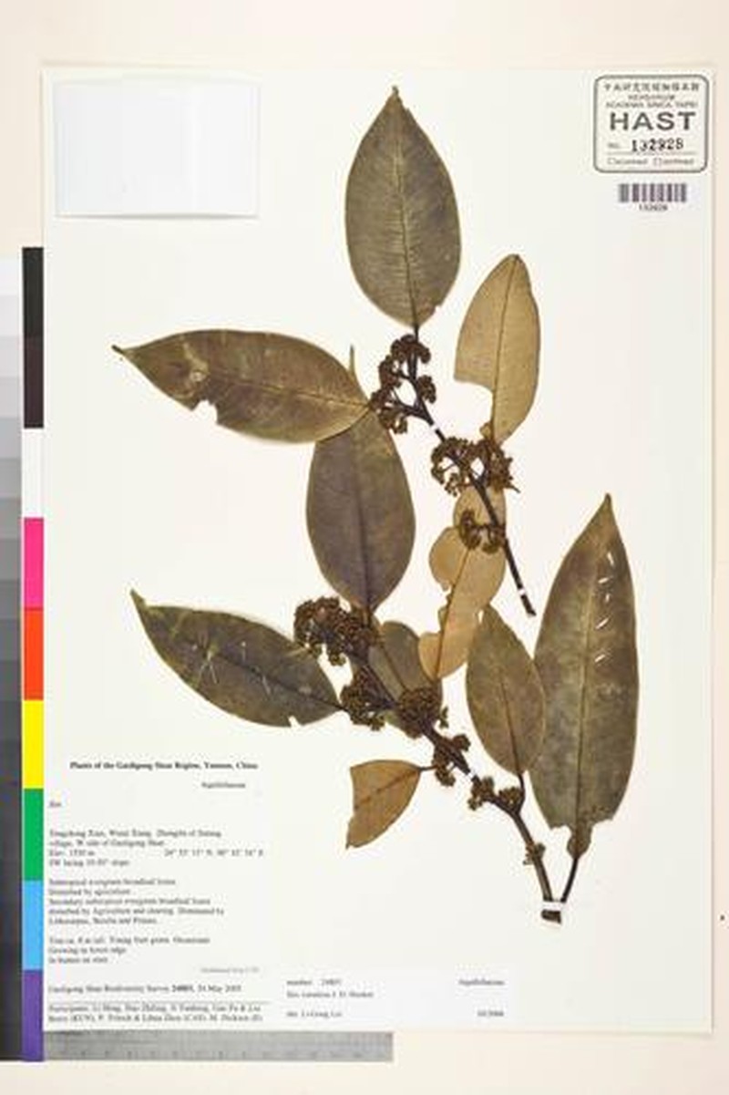 Ilex venulosa photo 5