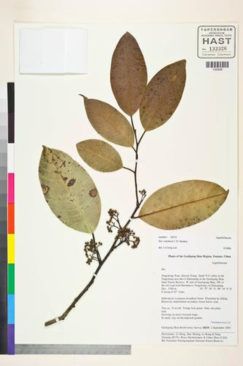 Ilex venulosa photo 6