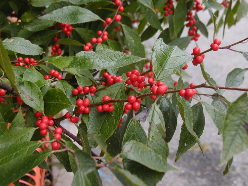 Common Winterberry