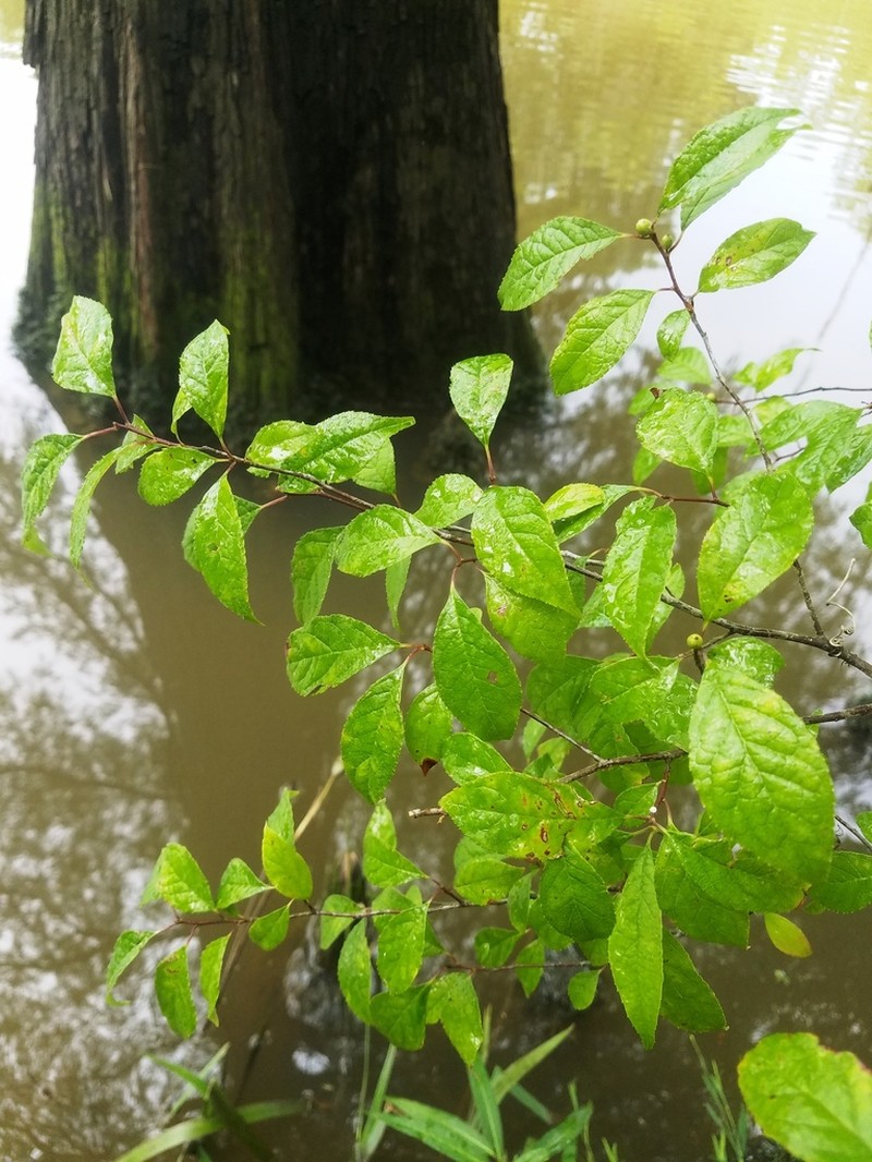 Common Winterberry