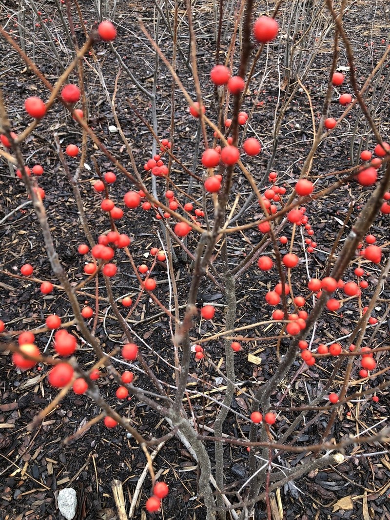 Common Winterberry photo 2