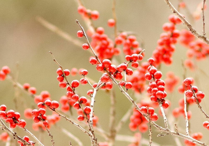 Common Winterberry photo 3