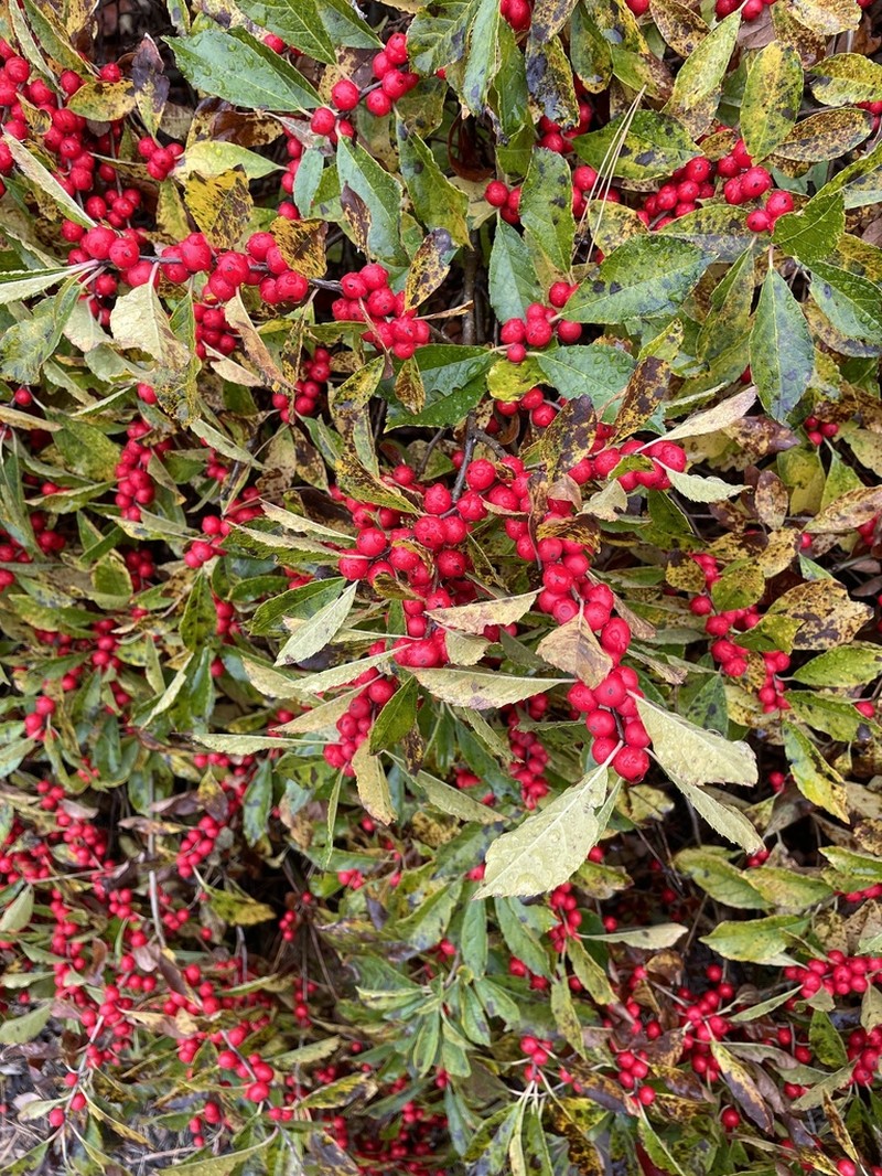 Common Winterberry photo 4