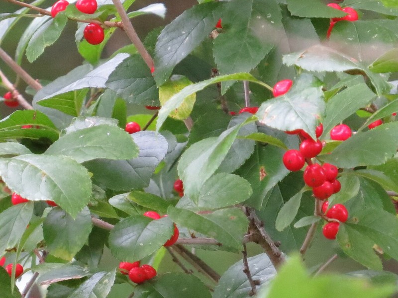 Common Winterberry photo 5