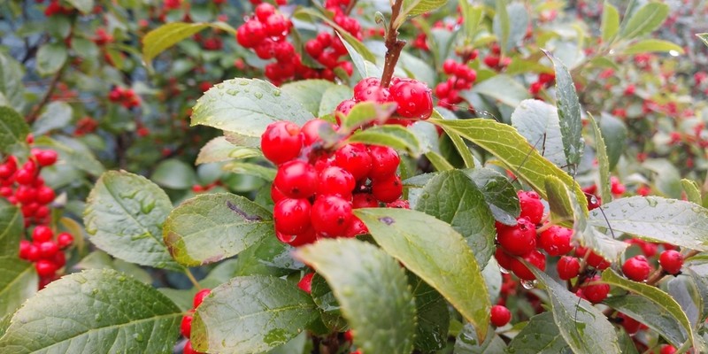 Common Winterberry photo 6