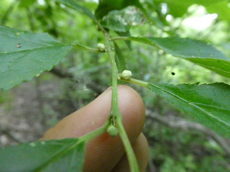 Common Winterberry photo 7