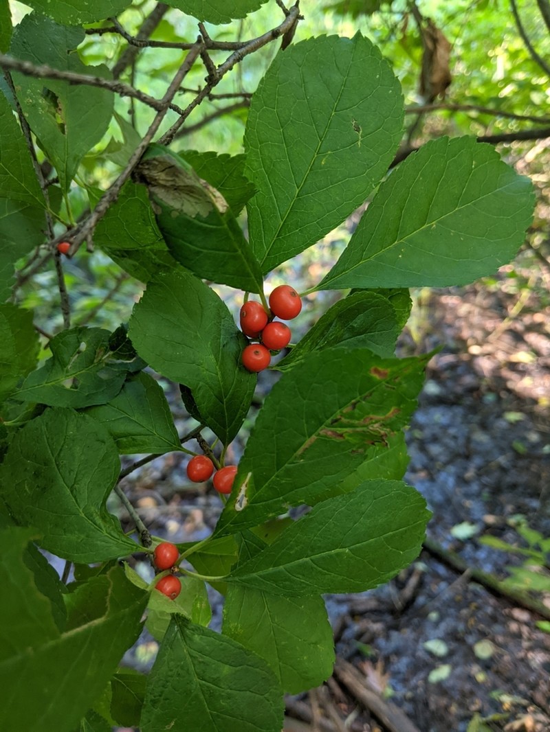 Common Winterberry photo 8