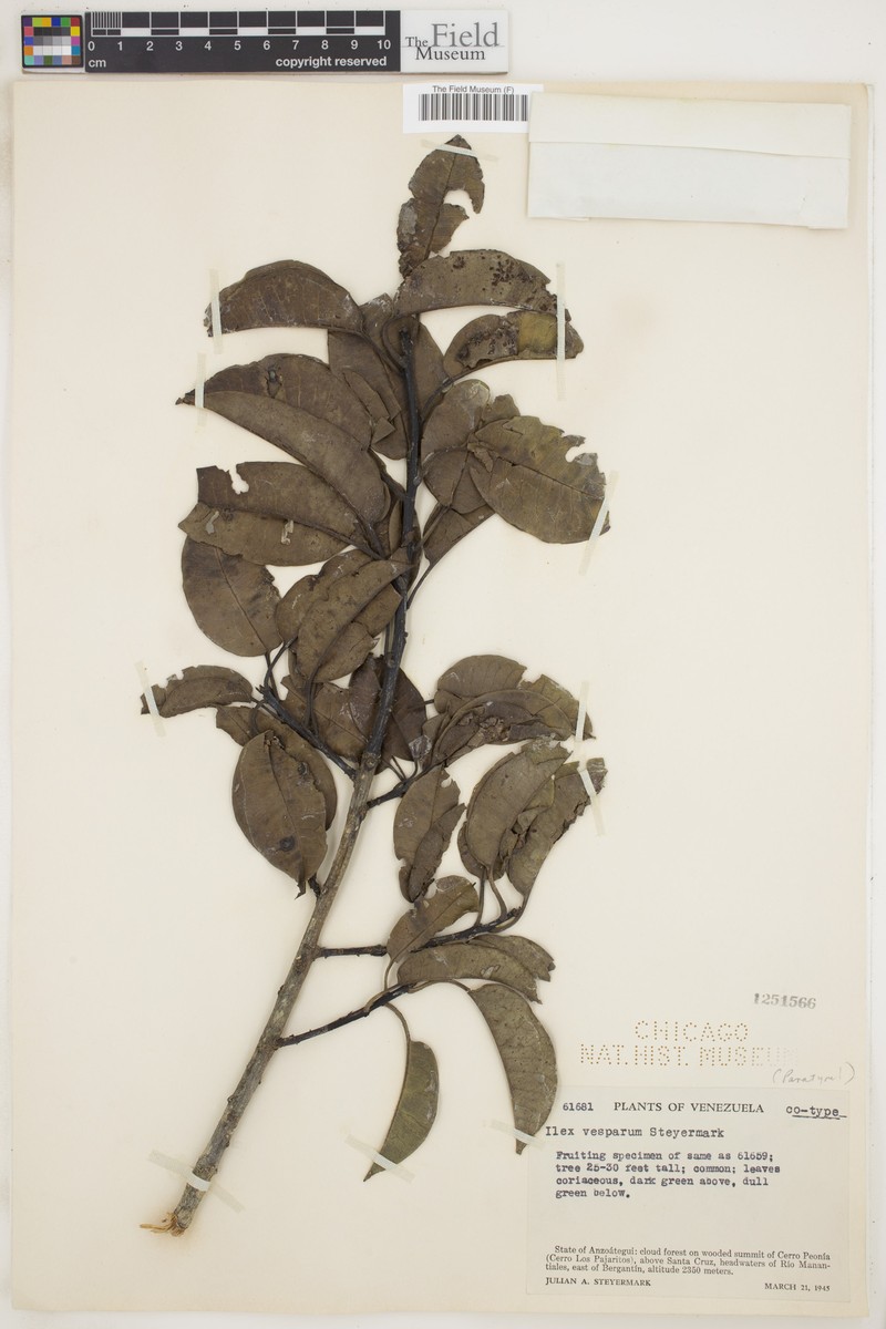 Ilex vesparum