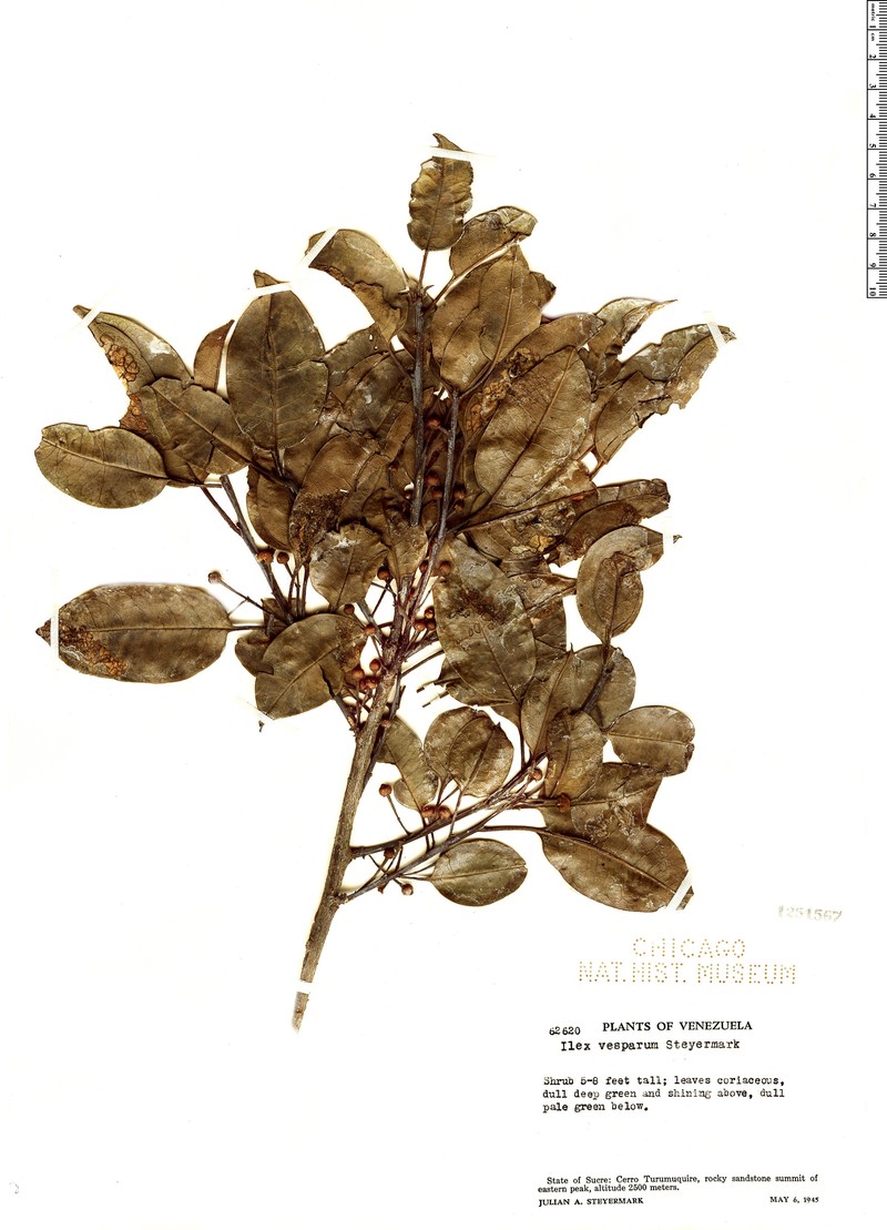 Ilex vesparum photo 2