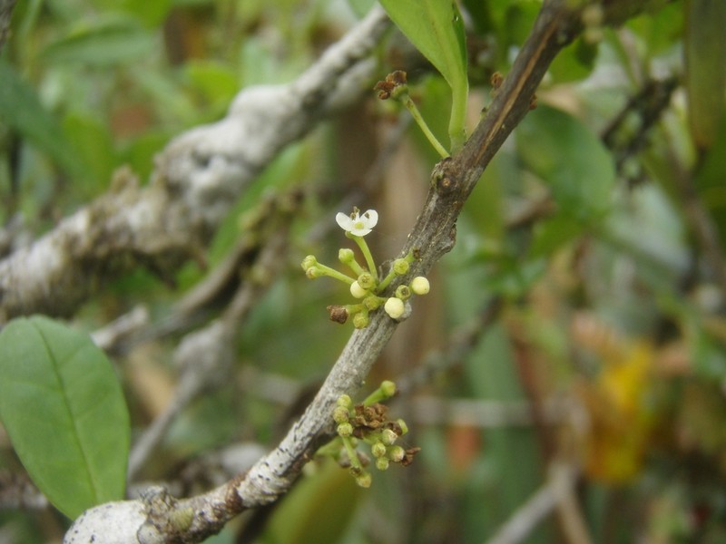 Ilex villosula
