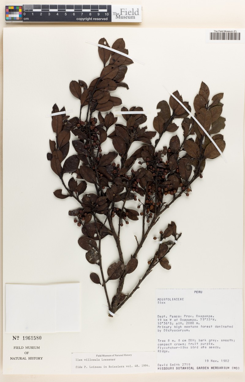 Ilex villosula photo 2