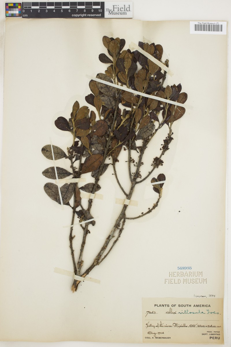 Ilex villosula photo 3