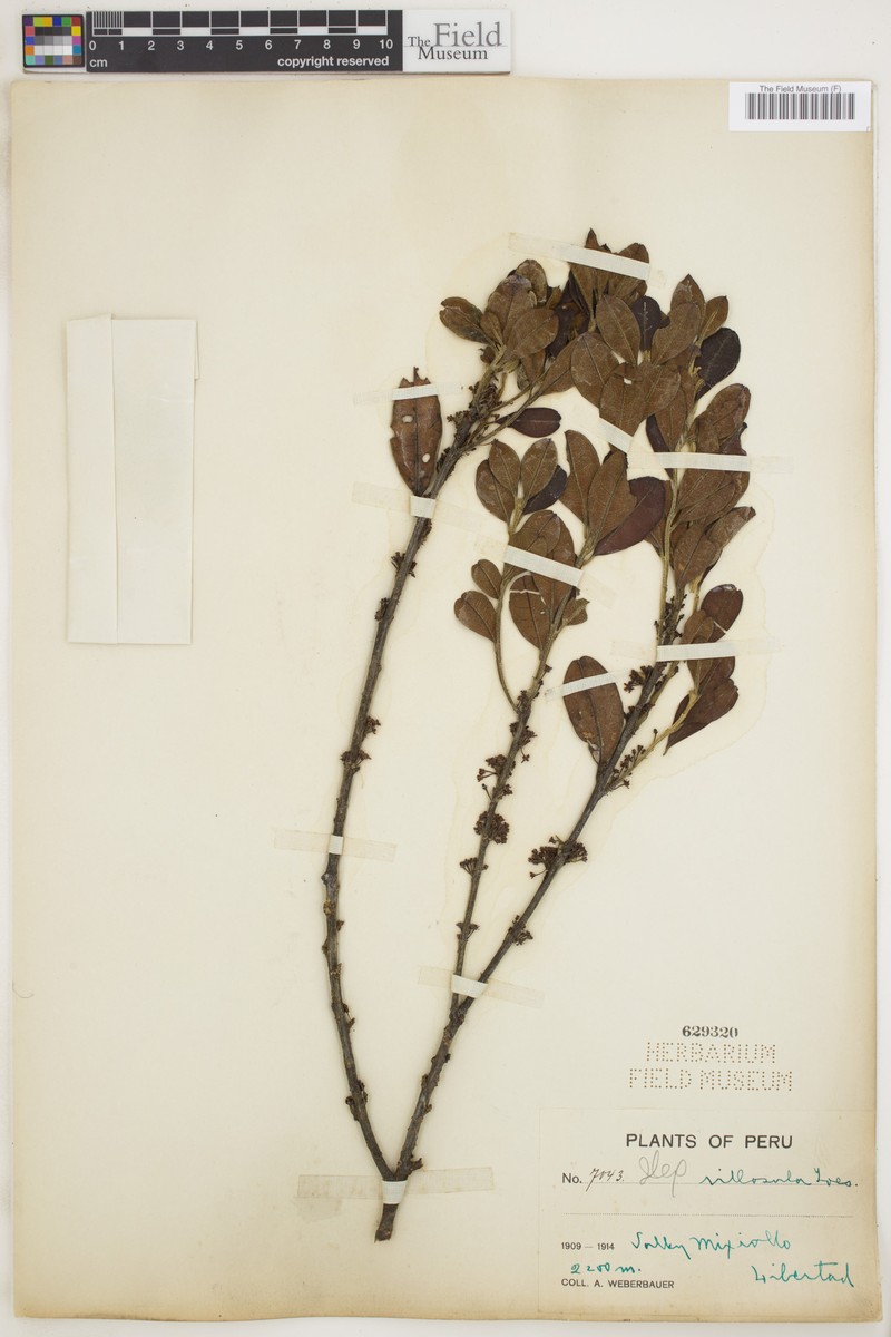 Ilex villosula photo 4