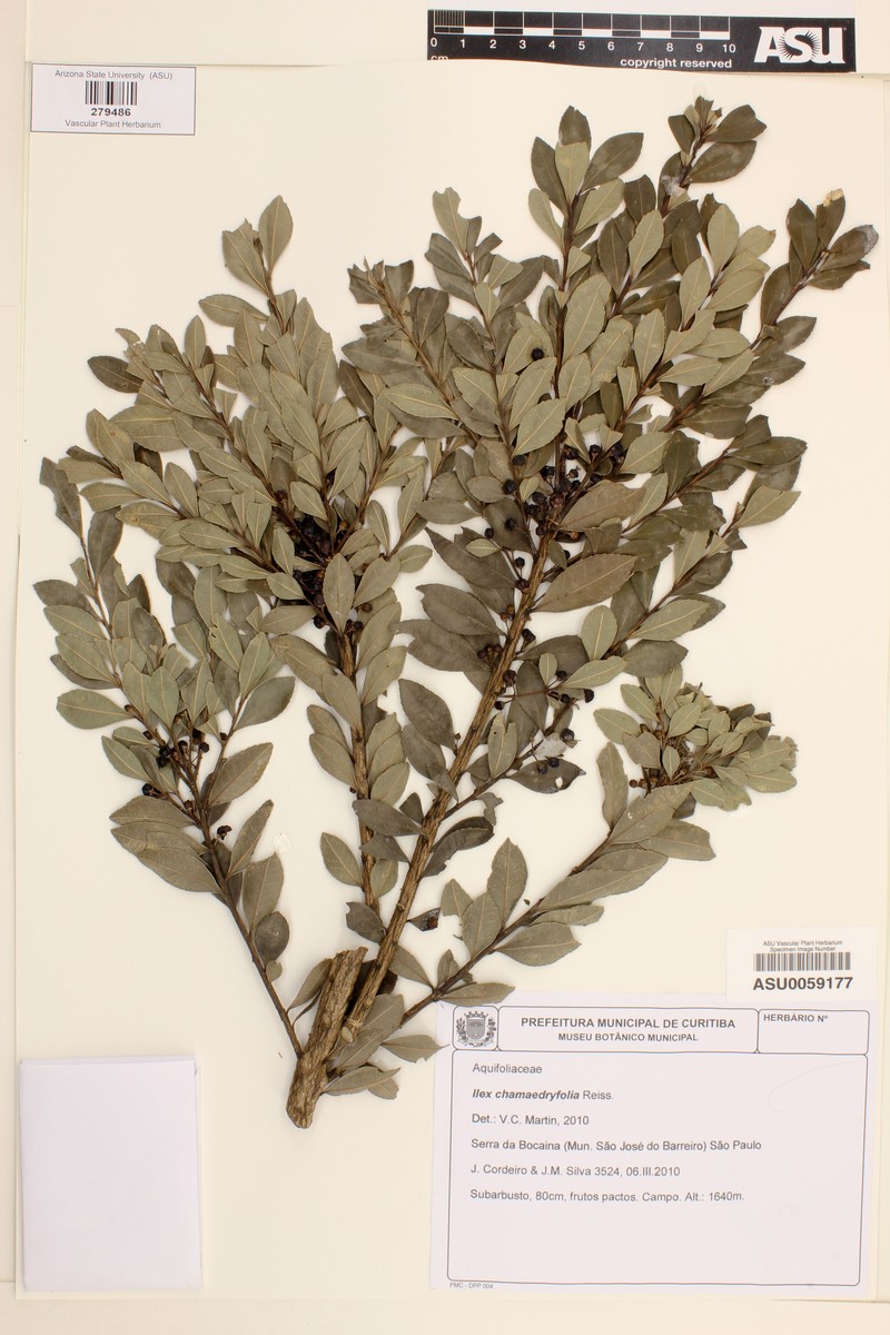 Ilex virgata