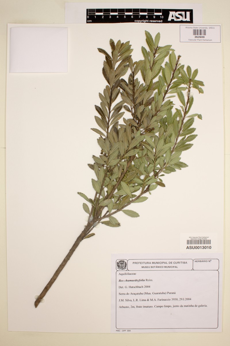 Ilex virgata photo 2