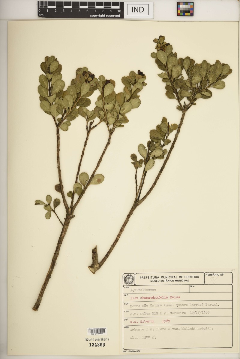 Ilex virgata photo 3