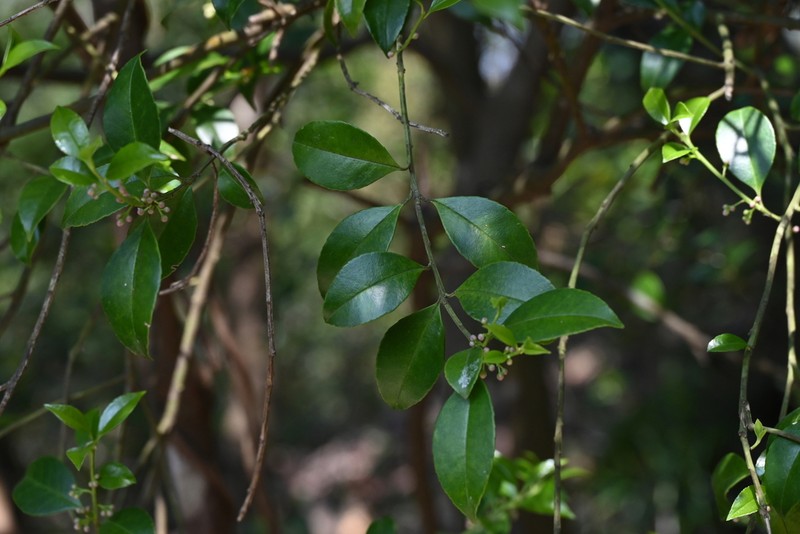 Ilex viridis