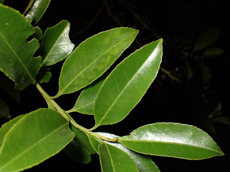 Ilex viridis photo 2