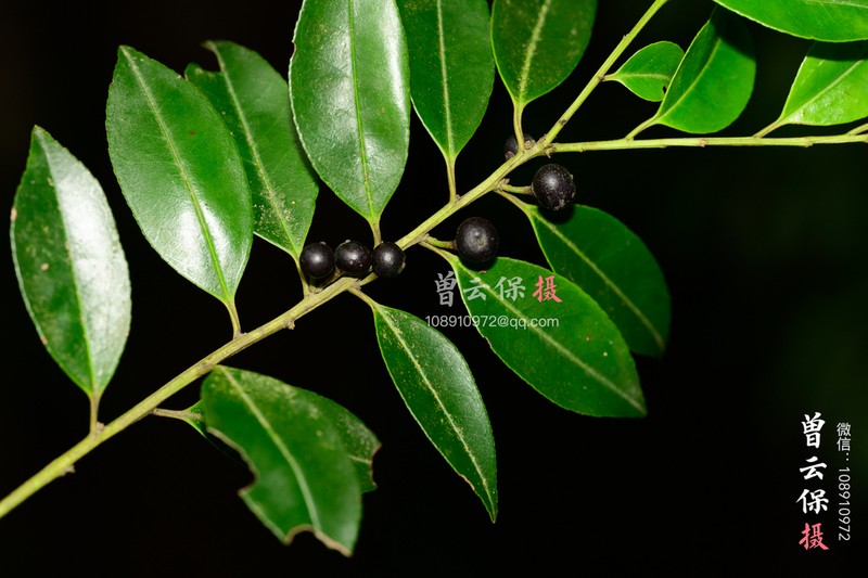 Ilex viridis photo 3