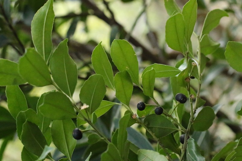 Ilex viridis photo 4