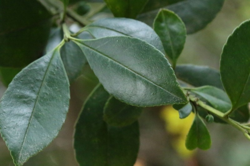 Ilex viridis photo 5